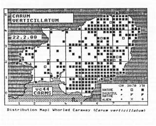 Distribution Map: Whorled Caraway (Carus verticillatus)