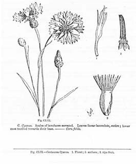CENTAUREA. Involucre imbricated ; scales leafy, scarious, or spiny in various ways. Florets of the disk hermaphrodite • of tho ray neuter and larger than the others. Receptacle palea¬ceous ; paleao jagged. Fruit inserted obliquely at the base. Pappus hairy.