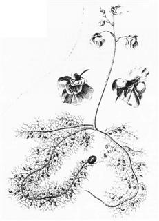 Greater Bladderwort