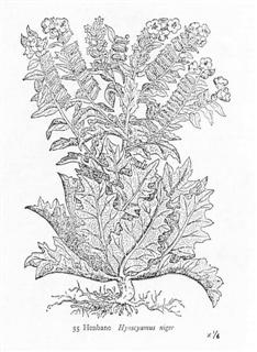 Henbane