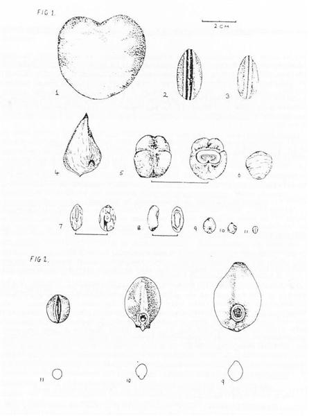 Drift fruits and seeds from Britain Drift fruits and seeds from Britain (Nelson (1989))