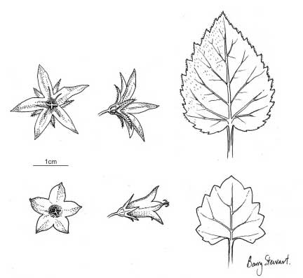 Campanulas Campanulas