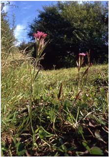 Dianthus armeria (Deptford Pink) at Bryndias, Pinged.  (Photo R.D.Pryce).