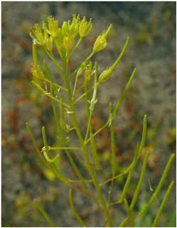 Descurainia sophia (Flixweed) at Pembrey Local Nature Reserve, the first county record for about 150 years.  (Photo R.D.Pryce).