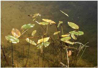 Potamogeton coloratus (Fen Pondweed)    (Photo R.D.Pryce).