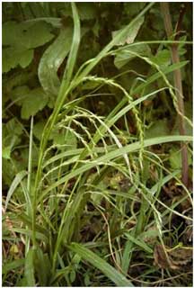 Carex strigosa (Thin-spiked Wood-sedge) at Cilsan, May 1999. (Photo R.D.Pryce) Carex strigosa (Thin-spiked Wood-sedge) at Cilsan, May 1999. (Photo R.D.Pryce)