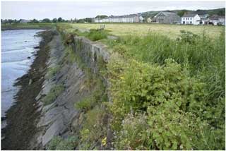 Geranium rotundifolium (Round-leaved Crane’s-bill), at the north-eastern corner of the Western Inner Dock of Burry Port Harbour. on 25 May 2000, then abundant.  This vegetation was severely damaged or destroyed by inappropriate management in April 2002. (Photo R.D.Pryce)