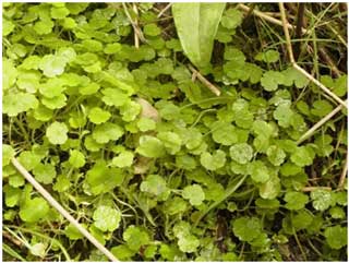 Sibthorpia europaea (Cornish Moneywort) growing on a streambank at Llantrisant, Glamorgan. (Photo R.D.Pryce)