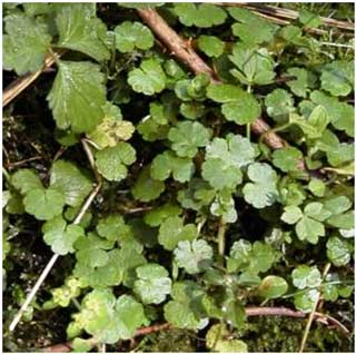 Chrysosplenium alternifolium (Alternate-leaved Golden-saxifrage) by the Afon Cennen, 25/3/00 (Photo R.D.Pryce)