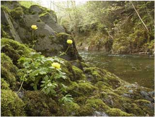 Trollius europaeus (Globeflower), small rocky knoll in the Sawdde Gorge east of Coed Shon. (Photo R.D.Pryce)