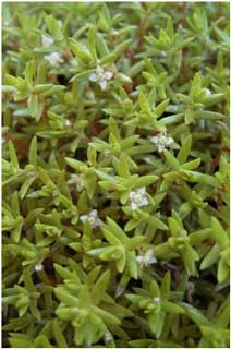 Crassula helmsii (New Zealand Pigmy-weed) smothering an ornamental pond at Glynhir found during the Botanical Society of the British Isles Annual Recording Meeting in June 2000. (Photo R.D.Pryce)