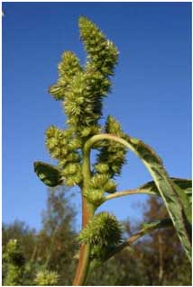 Amaranthus hybridus (Green Amaranth). (Photo R.D.Pryce)