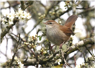 Cetti’s Warbler © Barry Stewart