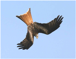 Red Kite, Llanddeusant © Sandra Stewart