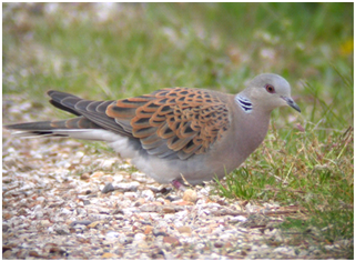 Turtle Dove © Barry Stewart