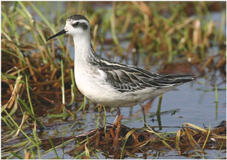 Red-necked Phalarope, Carmarthen © Barry Stewart