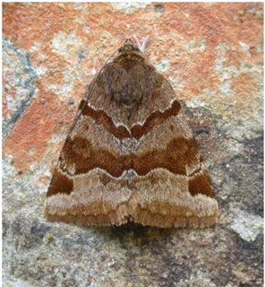 Burnet Companion. Photo: Jon Baker