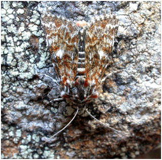 Beautiful Yellow Underwing. Photo: Jon Baker
