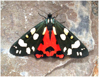 Scarlet Tiger. Photo: Jon Baker