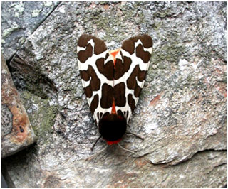 Garden Tiger. Photo: Jon Baker