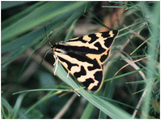 Wood Tiger. Photo: Graham Catley