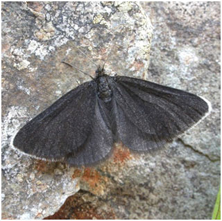 Chimney Sweeper. Photo: Jon Baker