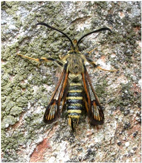 Six-belted Clearwing. Photo: Jon Baker