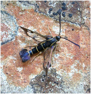 Currant Clearwing. Photo: Jon Baker