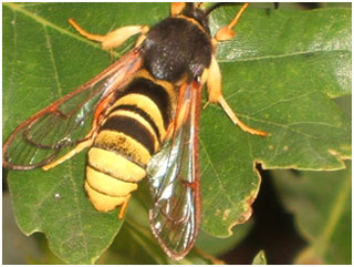 Lunar Hornet. Photo: Kirsten Dick