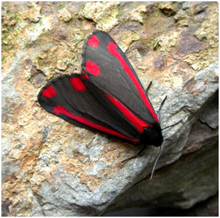 Cinnabar. Photo: Jon Baker