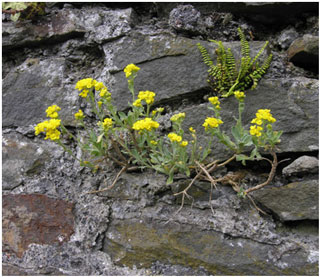 Golden Alison on a stone wall on the Graig. Photo: Richard Pryce.